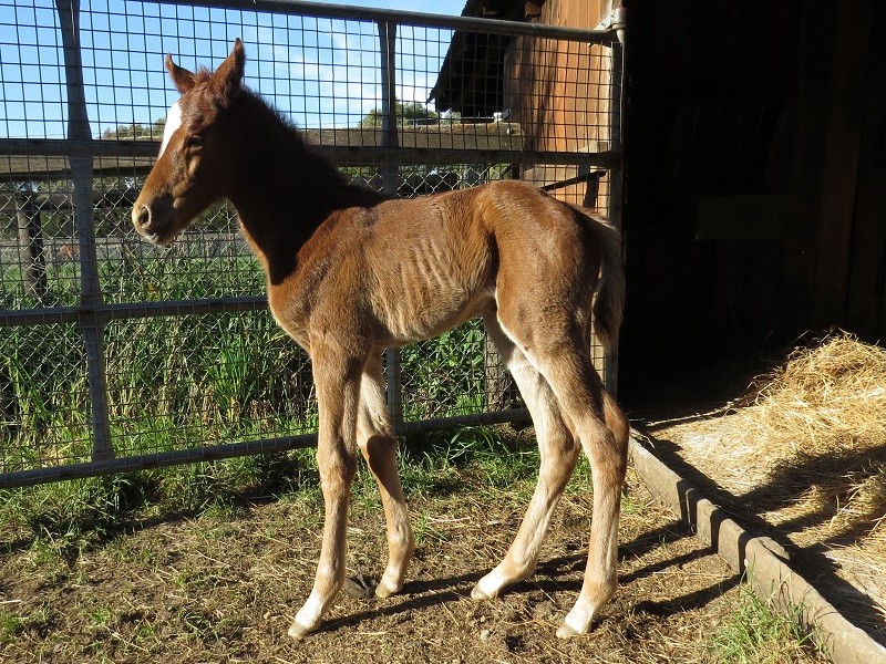 132 Balgownie x Toronado chf 10-9 1d